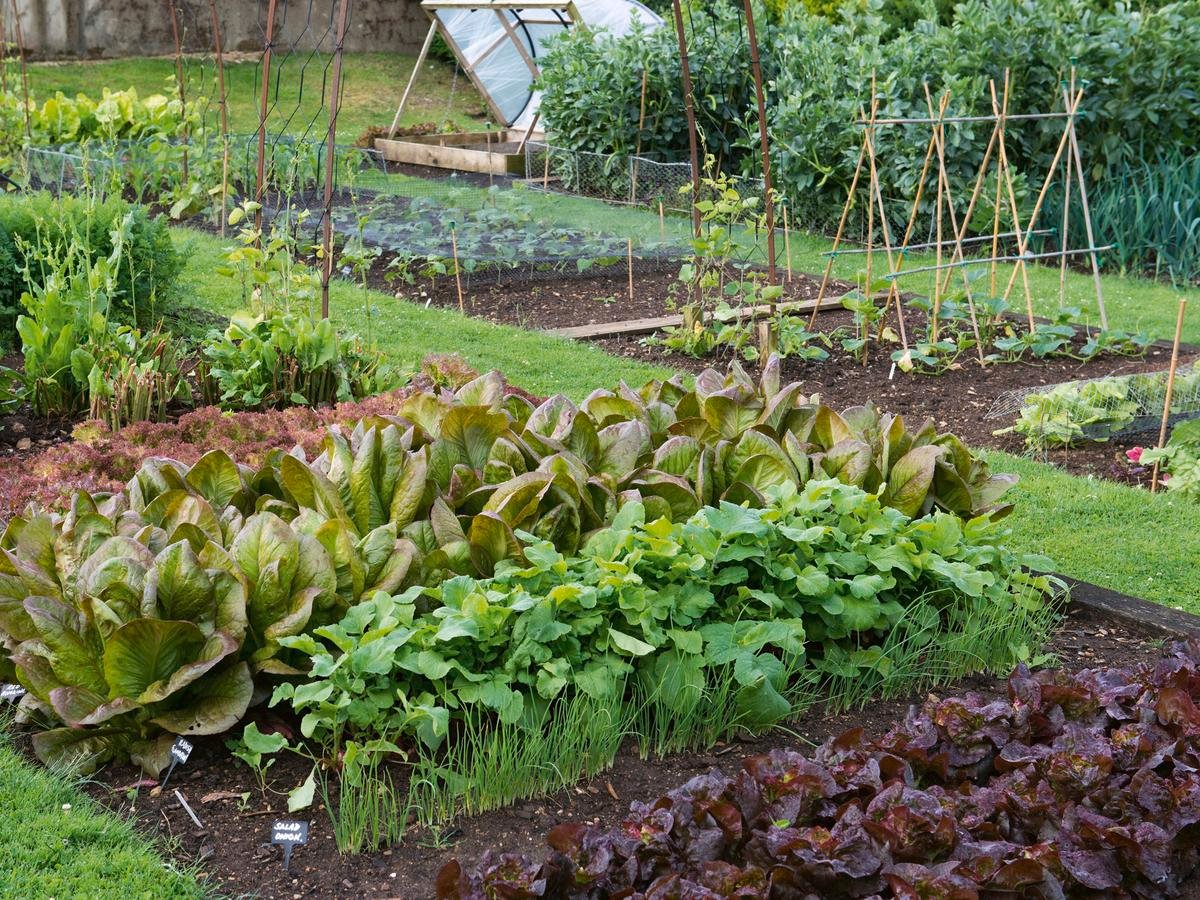 Beginners Guide To Starting A Vegetable Garden - Bunnings New Zealand