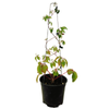 2.5L Virginia Creeper - Parthenocissus quinquefolia