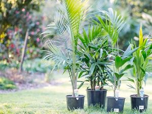 Various palm trees in pots