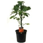 180mm Tomato Trussty - Lycopersicon esculentum F1