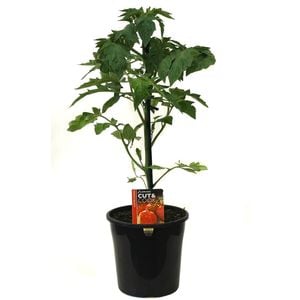 180mm Tomato Trussty - Lycopersicon esculentum F1