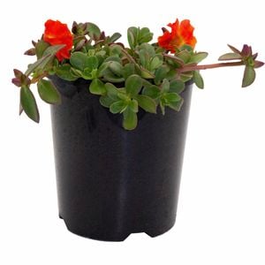 140mm Orange Moss Rose - Portulaca olerancea