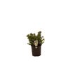 140mm Hebe - Hebe buxifolia