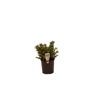 140mm Hebe - Hebe buxifolia