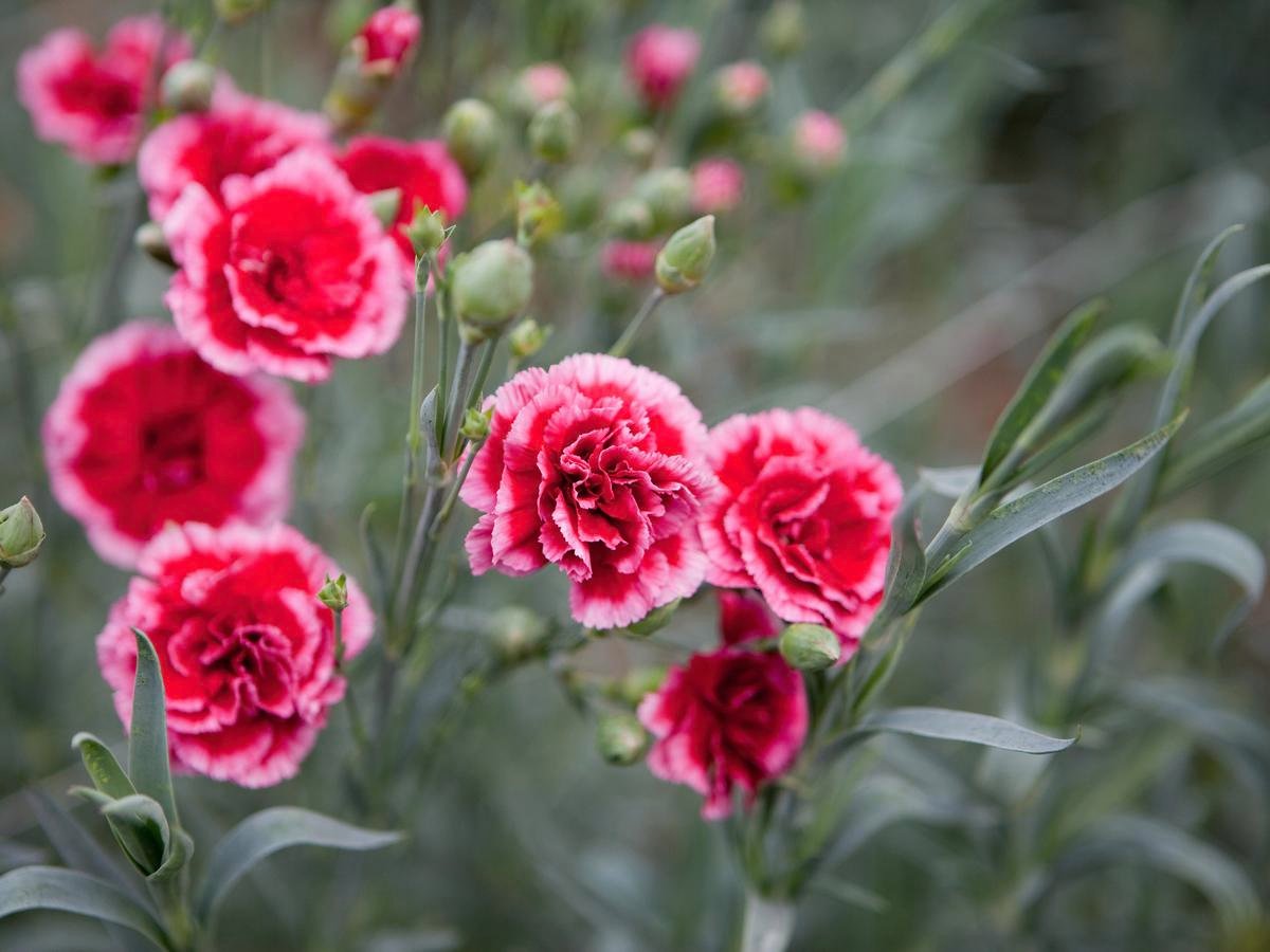 How To Grow And Care For Carnations - Bunnings New Zealand