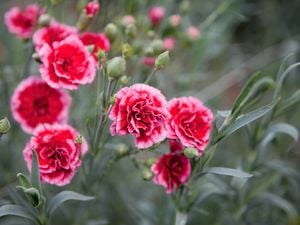 Pink fresh carnations at the garden