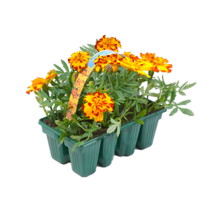 8 Pack Colourmax Marigold Bonanza Bolero - Tagetes patula
