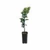 4L Orange Joppa Grafted - Citrus sinensis
