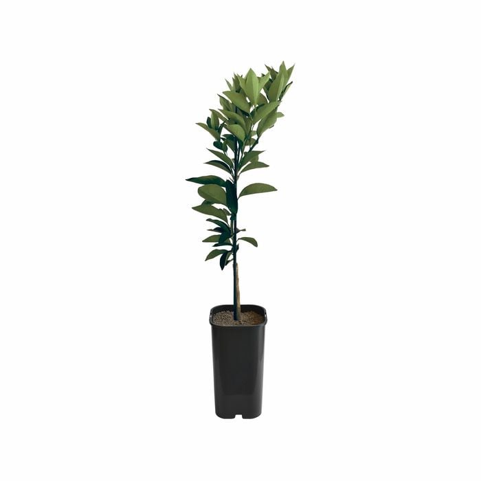 4L Orange Joppa Grafted - Citrus sinensis