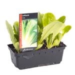 Lettuce Cos Punnet - Lactuca sativa