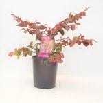 140mm Chinese Fringe-Flower - Loropetalum chinense rubrum