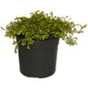 120mm Club Moss - Selaginella kraussiana Gold