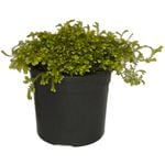 120mm Club Moss - Selaginella kraussiana Gold