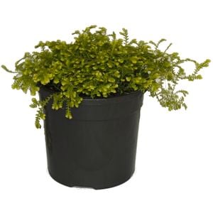 120mm Club Moss - Selaginella kraussiana Gold