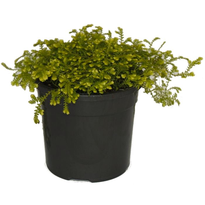 120mm Club Moss - Selaginella kraussiana Gold