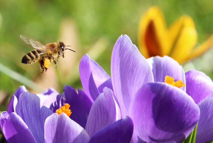 Bee flying close to purple flower