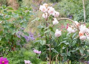  An image of a potted Lady of the Lake rose bush in a garden, surrounded by other potted plants