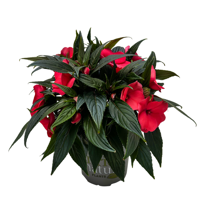170mm Magnum Impatiens - Impatiens hawkerii