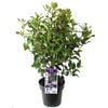 180mm Laurustinus - Viburnum tinus