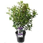 180mm Laurustinus - Viburnum tinus