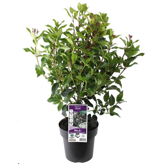 180mm Laurustinus - Viburnum tinus