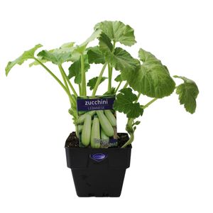 100mm Zucchini Lebanese - Cucurbita pepo