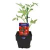 100mm Tomato Mighty Red - Lycopersicon esculentum