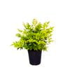 4.5L Lemon And Lime - Nandina domestica