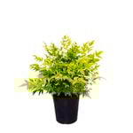 4.5L Lemon And Lime - Nandina domestica 