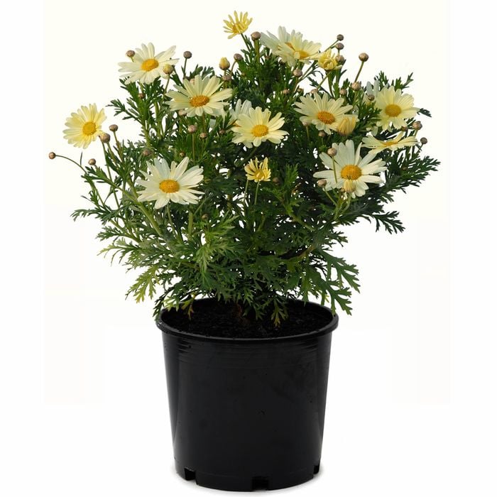170mm Federation Daisy Butterball - Argyranthemum