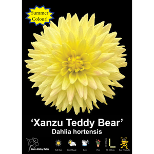 Yarra Valley Bulbs Xanzu Teddy Bear - 1 Pack