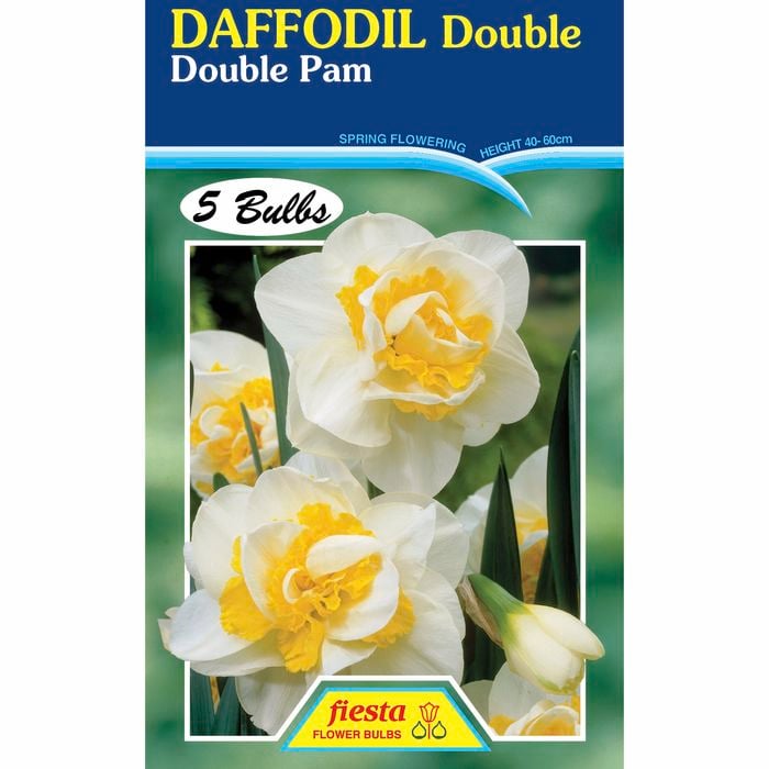 Daffodil Double Pam - 5 Bulbs