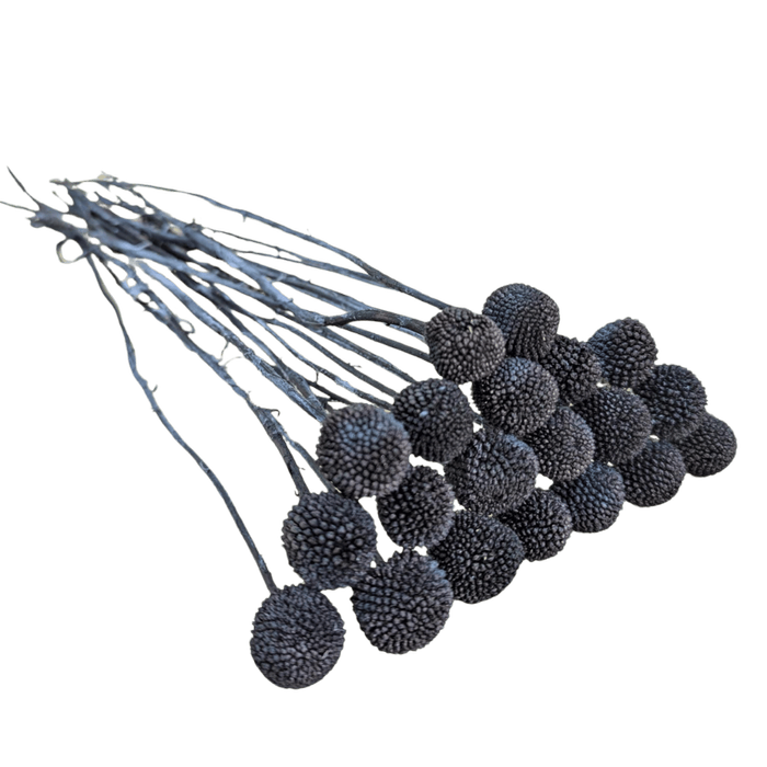 Blooms Of Joy 50cm Black Billy Button Flowers