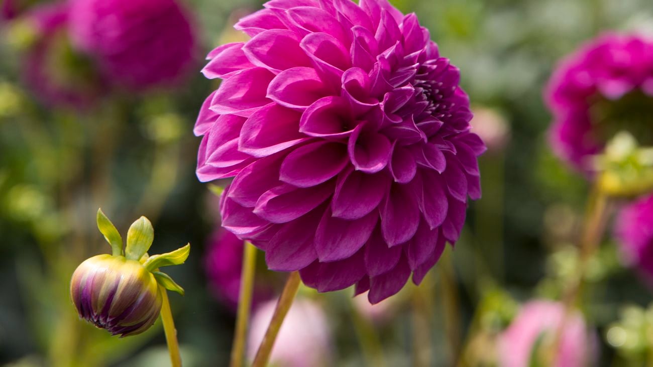 How To Start A Flower Garden: 13 Essential Steps Bunnings Australia How To Start A Flower Garden: 13 Essential Steps Bunnings Australia