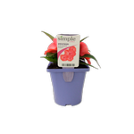 100mm Impatiens Clockwork Peach - Impatiens hawkerii