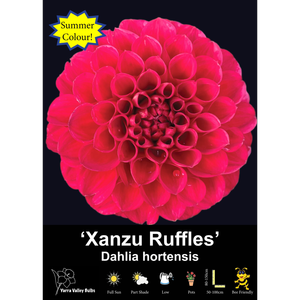Yarra Valley Bulbs Xanzu Ruffles - 1 Pack