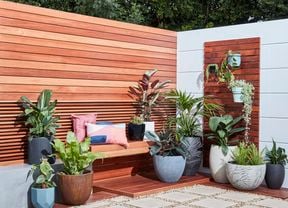 DIY Advice Image - 7 best pot plants for your garden and home. G Drive blob storage upload.