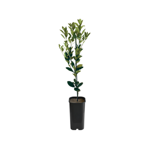 4L Kumquat Calamondin Grafted - Citrus microcarpa