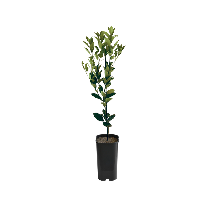 4L Kumquat Calamondin Grafted - Citrus microcarpa