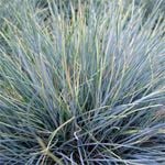 140mm Blue Mountain Grass - Festuca gluca