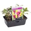 Snapdragon Liberty Punnet - Antirrhinum majus