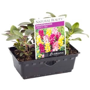 Snapdragon Liberty Punnet - Antirrhinum majus