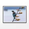 Bird On New Zealand Flax Tree  Print 100% Australian Made 90x60cm  (poster)