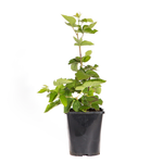 140mm Blackberry Chester - Rubus ulmifolius
