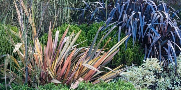 Colourful and assorted plants in the garden