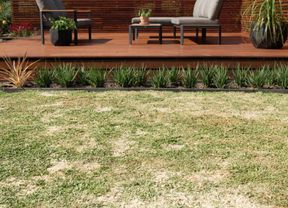 Lawn bordered by neatly arranged plants and a modern wooden deck with outdoor seating, with a topdressing mix spread across the lawn