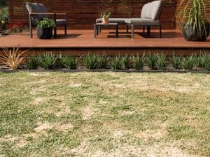 Lawn bordered by neatly arranged plants and a modern wooden deck with outdoor seating, with a topdressing mix spread across the lawn