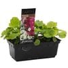Punnet Primula Lollipops - Primula malacoides