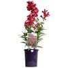 140mm Penstemon BELL TOWER Red