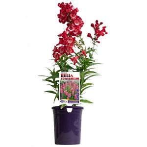 140mm Penstemon BELL TOWER Red